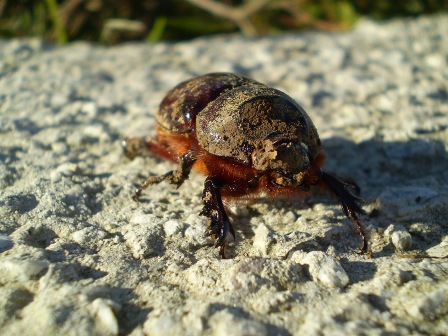 Oryctes nasicornis femmina